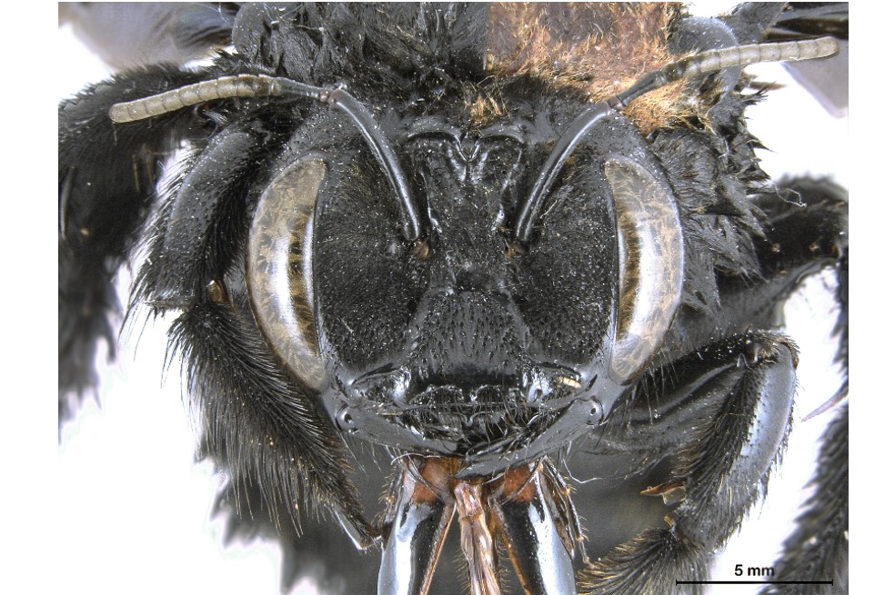 Las características físicas mixtas de un ginandromorfo no se limitan al aparato sexual.