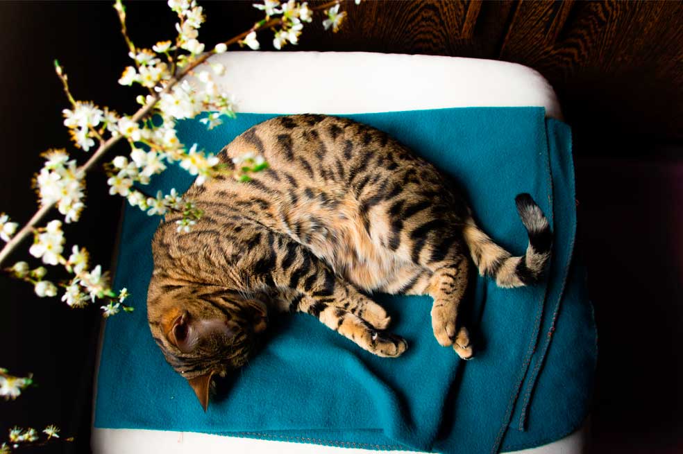 Gato de Bengala: todo lo que debes saber sobre esta raza de gato