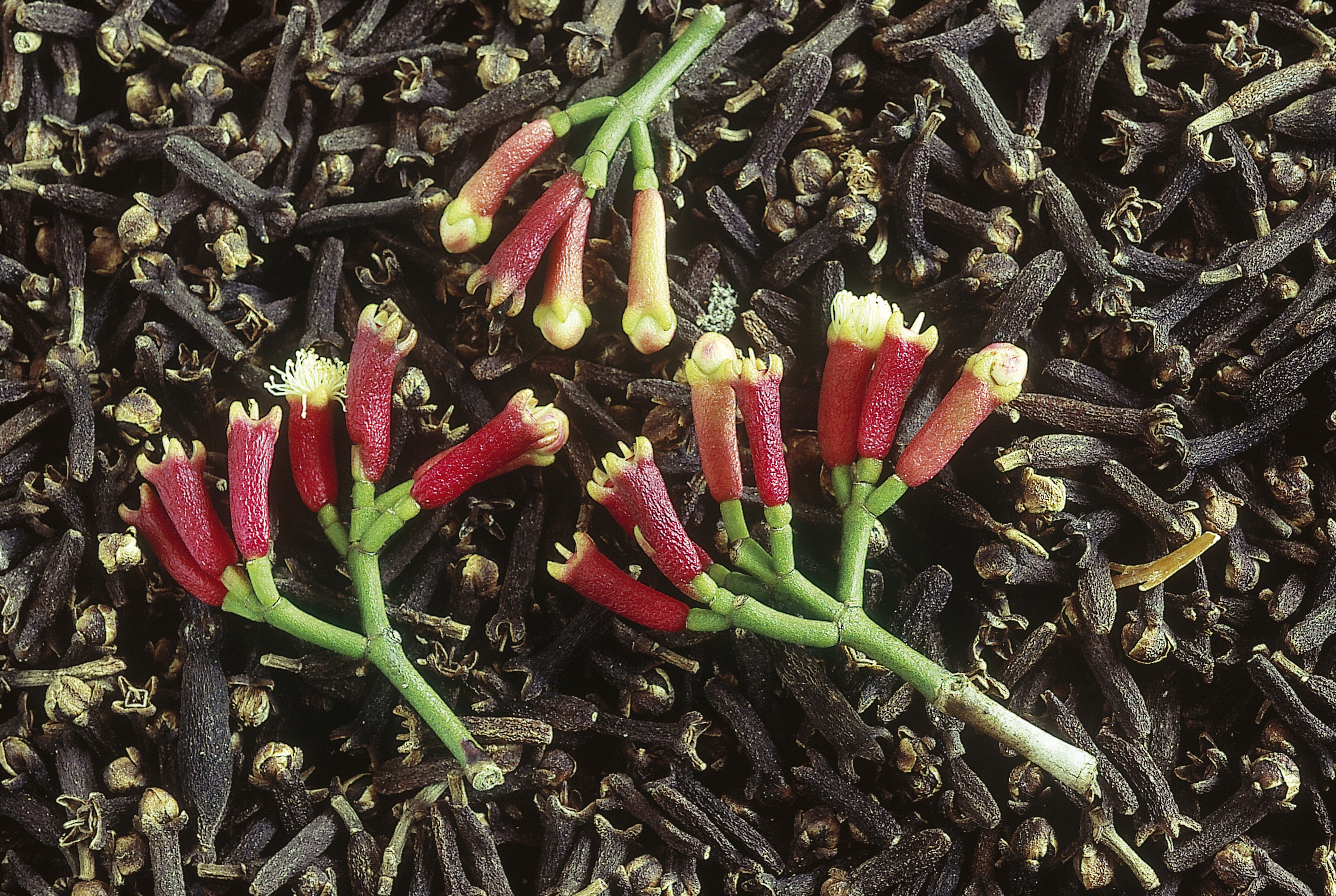 ¿Cómo cultivar clavos de olor en casa para llenarse de dulzura y fragancia?