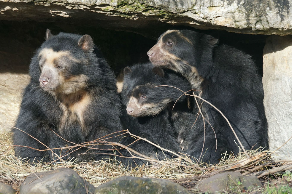 Segundo festival por la preservación del oso de anteojos será en Támesis, Antioquia