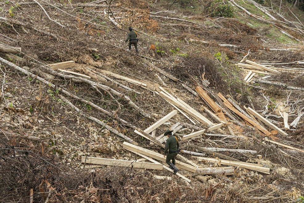 Ley de Financiamiento promovería el tráfico ilegal de madera en el país