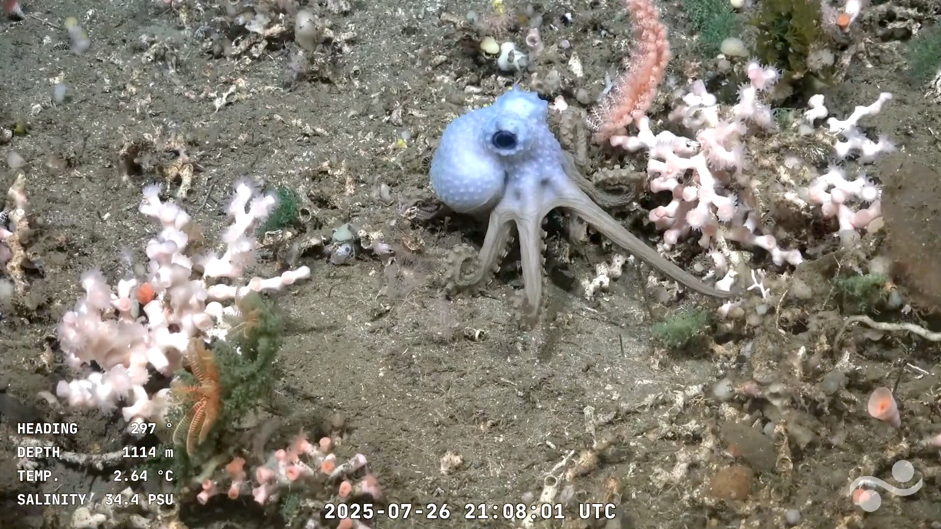 Argentina, paralizada por transmisión en vivo de viaje al fondo de Mar del Plata