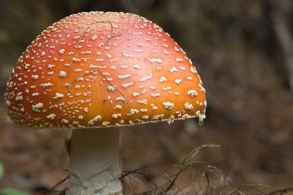 Las nuevas 80.000 especies de hongos del mundo