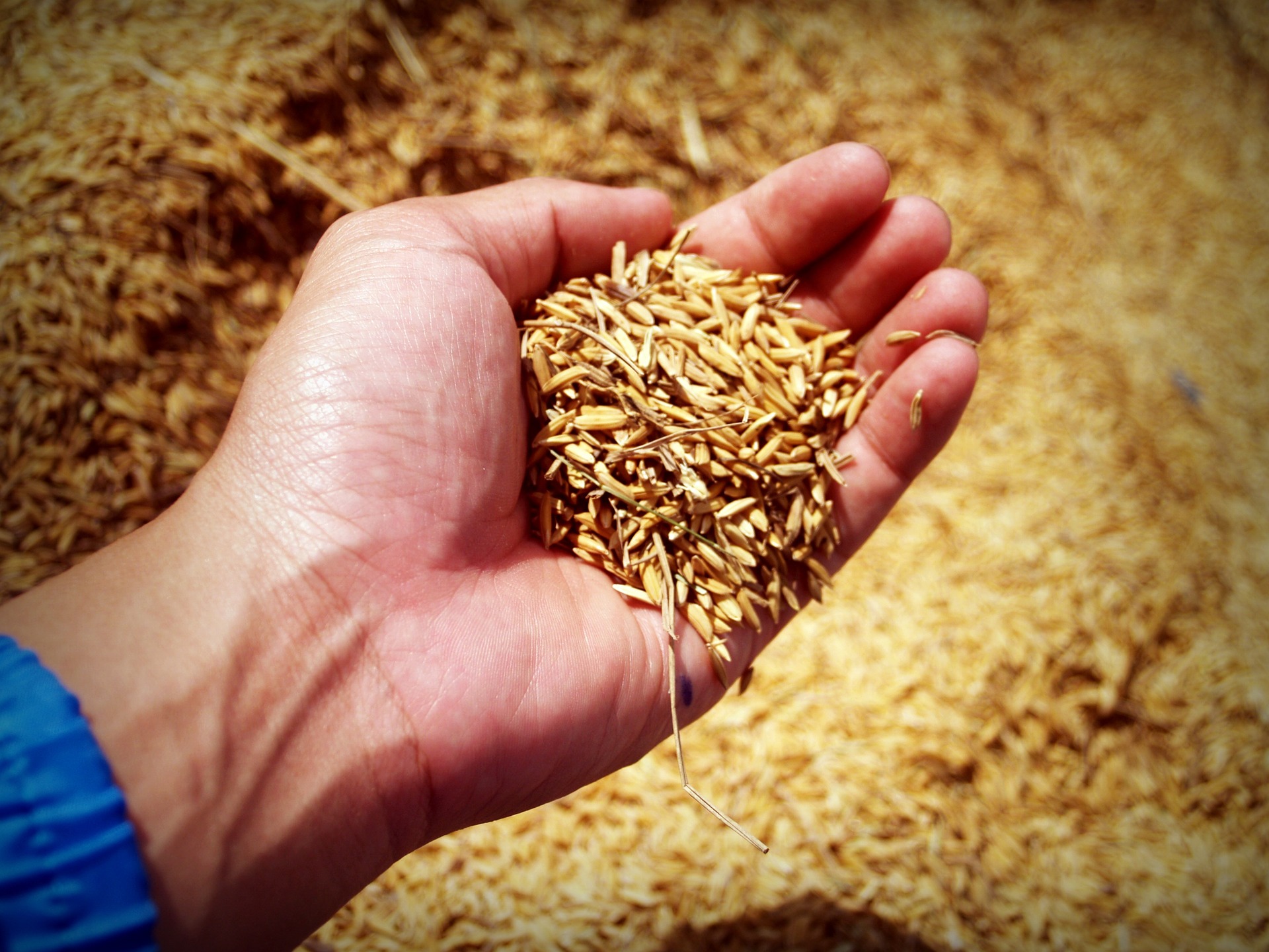 Así se puede fortalecer la seguridad alimentaria desde la agricultura
