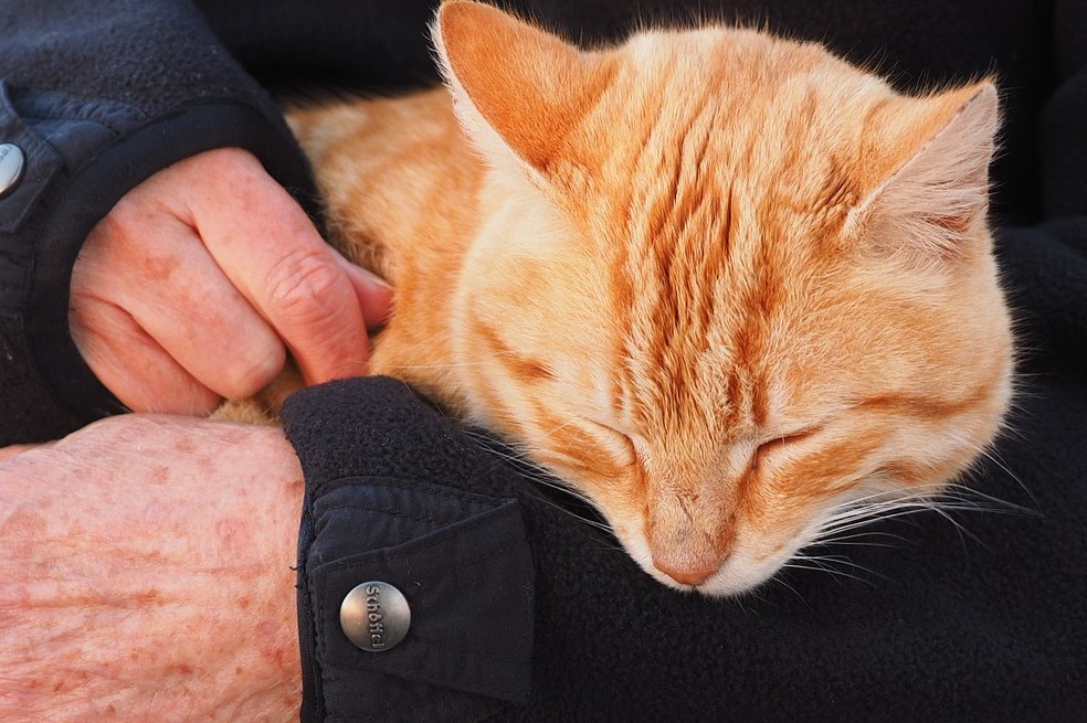Gato, felino, animal, gestos cariñosos, te amo, gestos de cariño.