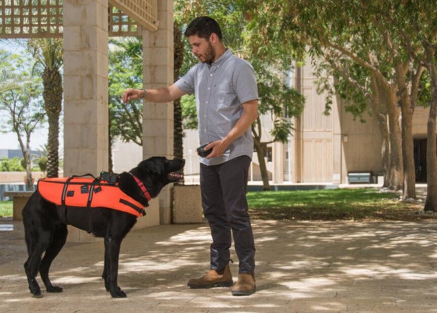 ¿Control remoto para perros? Chaleco le ayudará a comunicarse y a dar órdenes a su mascota