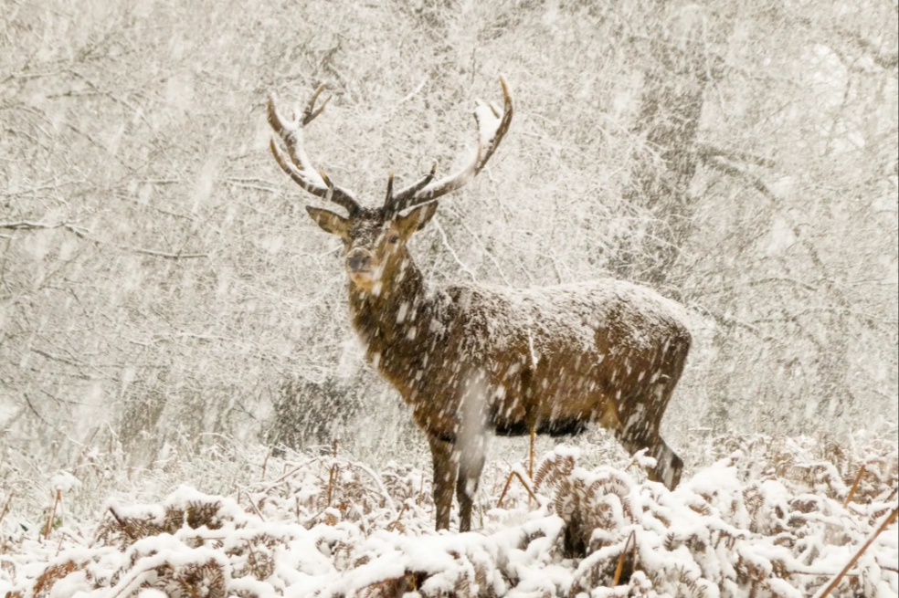 El ciervo de las nieves: Acababa de empezar a nevar cuando Joshua y su padre llegaron a Richmond Park, Londres. Siguieron a los ciervos a una distancia prudencial y, cuando la nieve se intensificó, uno de los ciervos se detuvo. Casi parecía que le estaba cayendo una lluvia de nieve", dice Joshua.