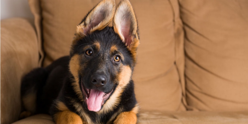Así manipulan los perros a sus amos, según expertos