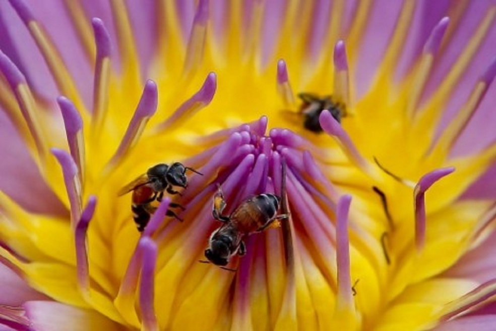 Un tercio de los insectos podrían estar en peligro de extinción, según un estudio