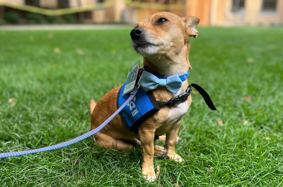 Rechazaron a Benny por “gruñón”, pero acabó siendo un gran perro de terapia