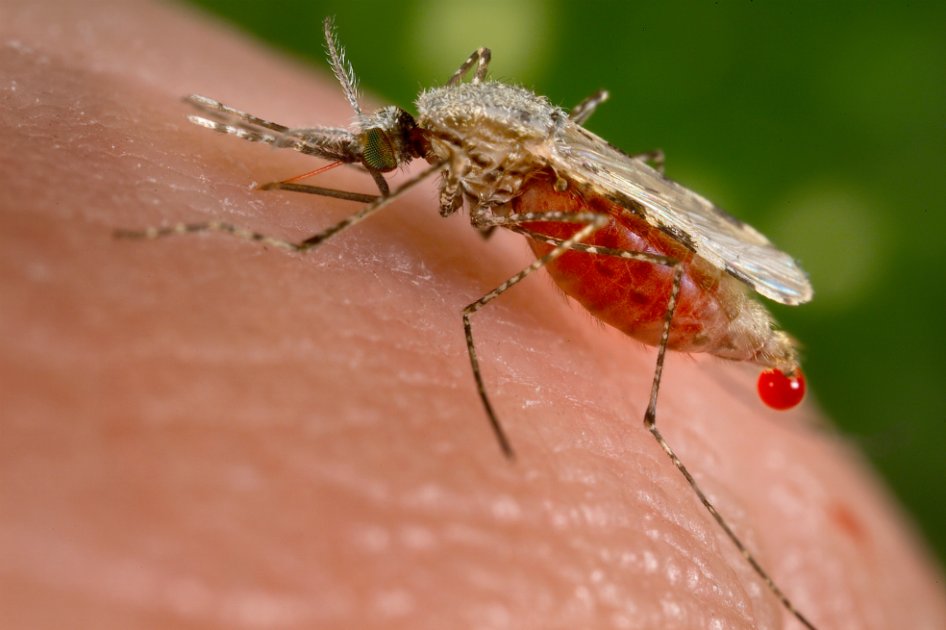 Crean la primera vacuna contra la malaria a partir de parásitos modificados genéticamente