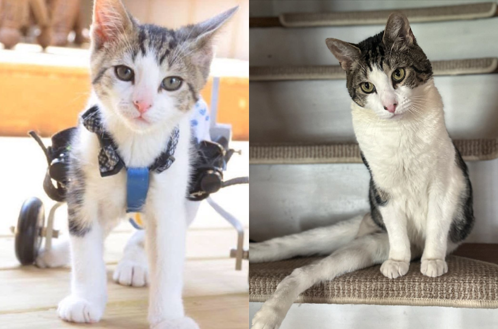 Rocky, un gatito de cinco años con parálisis en sus patas traseras, que ha inspirado al mundo entero.
