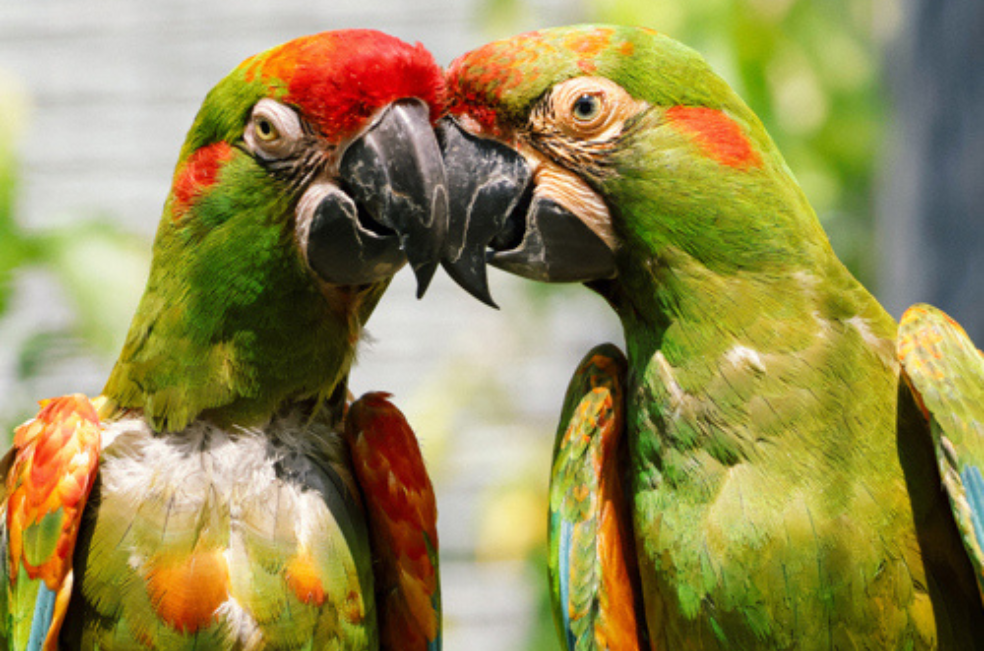 Estos guacamayos llegaron a un zoológico para asegurar el futuro de su especie