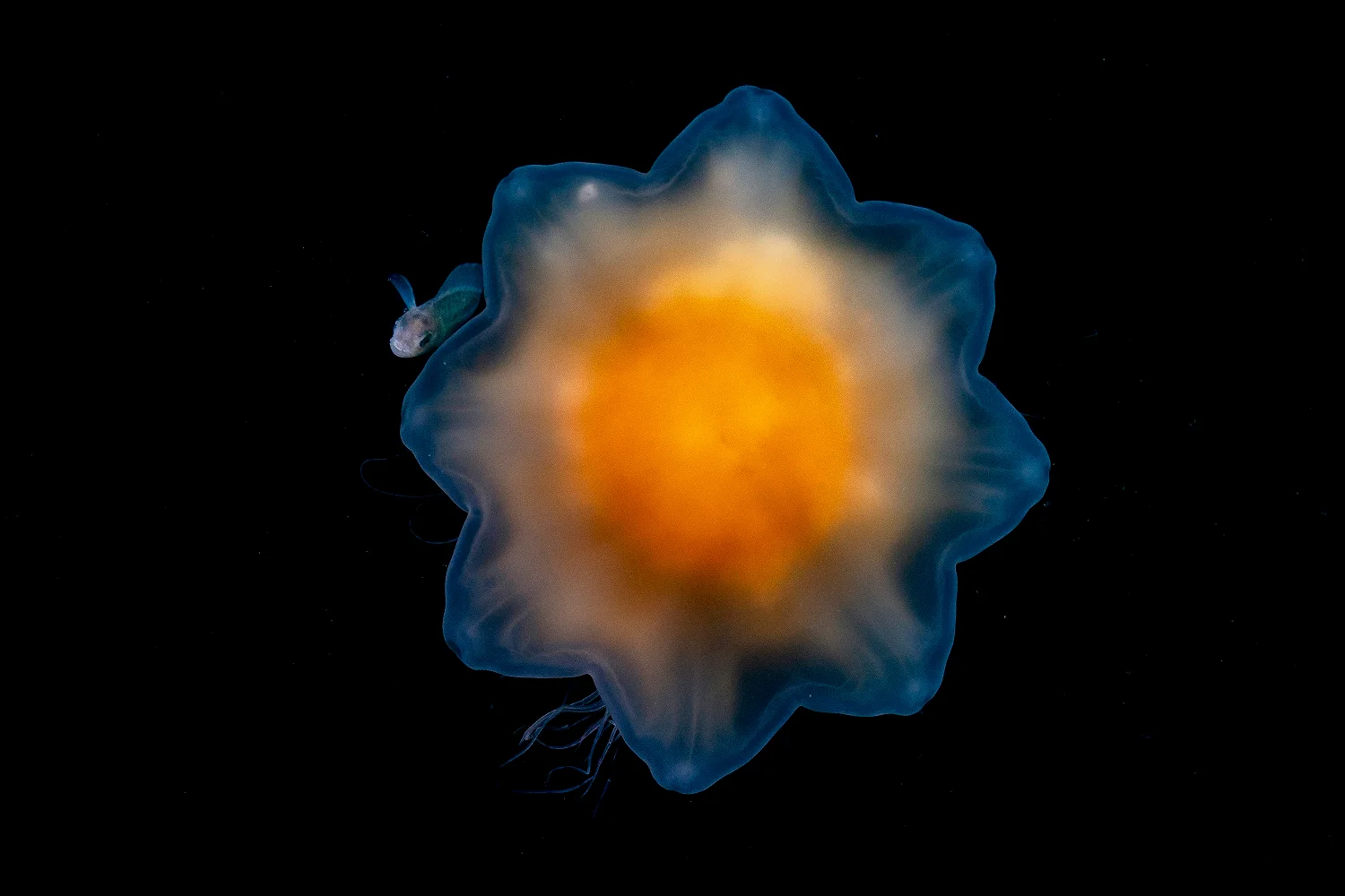 Fotografía ganadora del concurso Fotógrafo oceánico del año 2023.