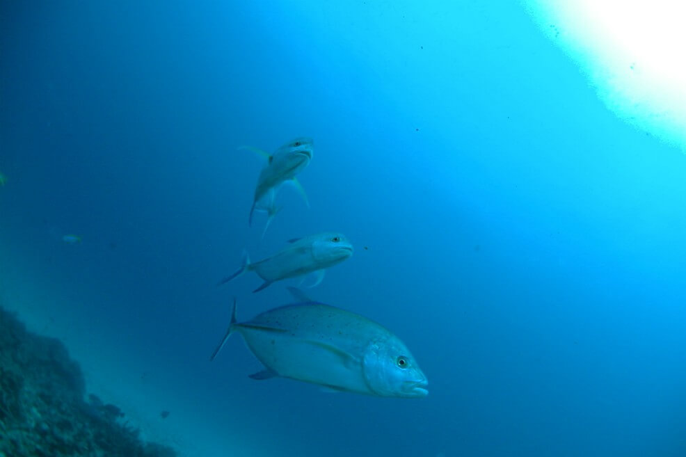La sobrepesca y el cambio climático aumentan los niveles de mercurio en el pescado