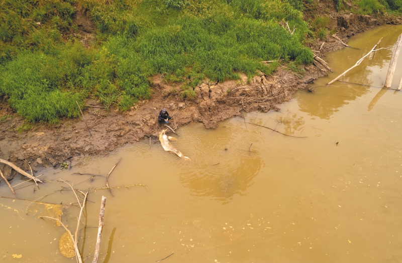 El ataque por parte de los pescadores es una más de las amenazas que los delfines de río en el Amazonas.