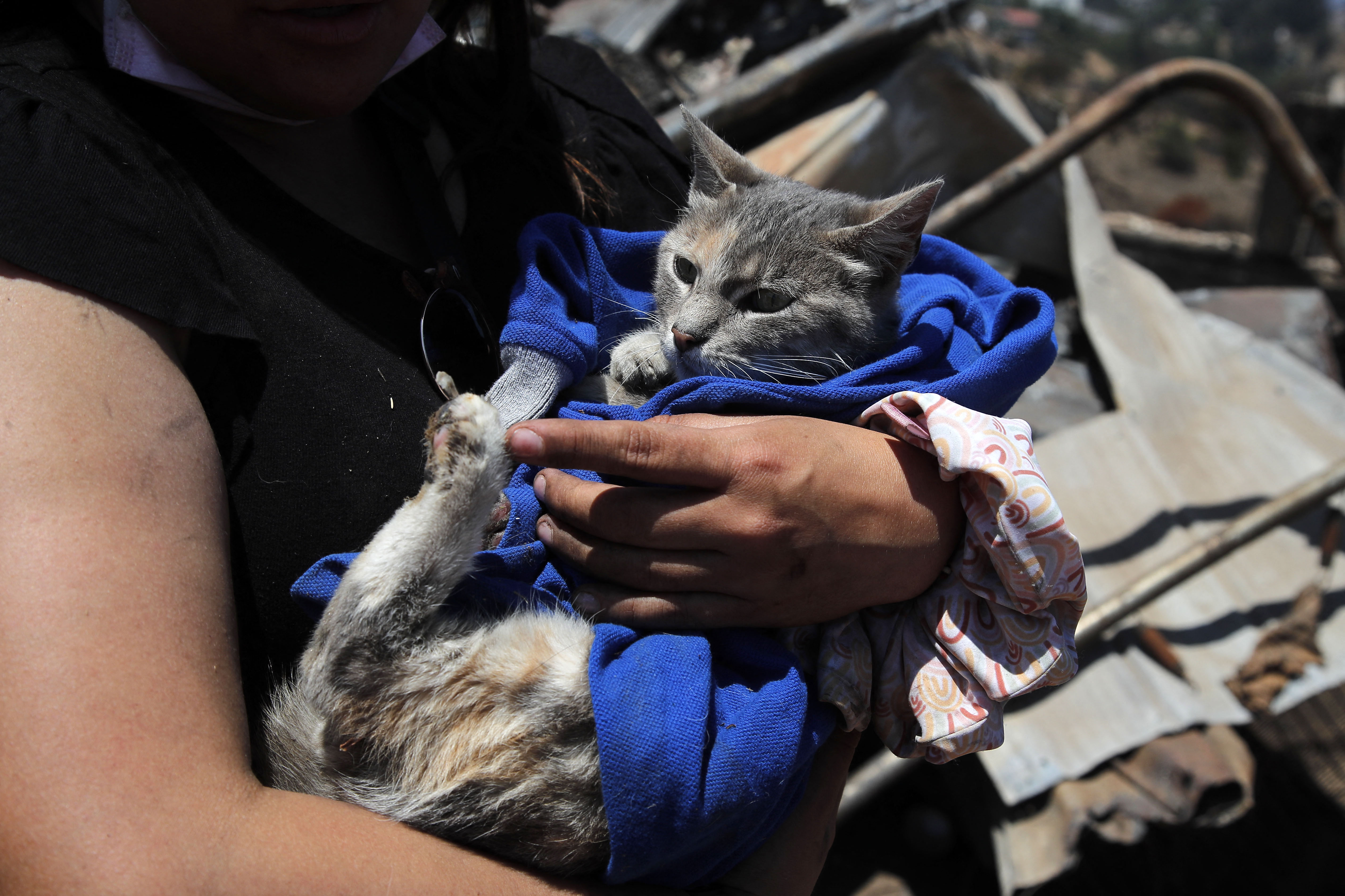 Veterinarios luchan por salvar a cientos de mascotas afectadas por los incendios en Chile