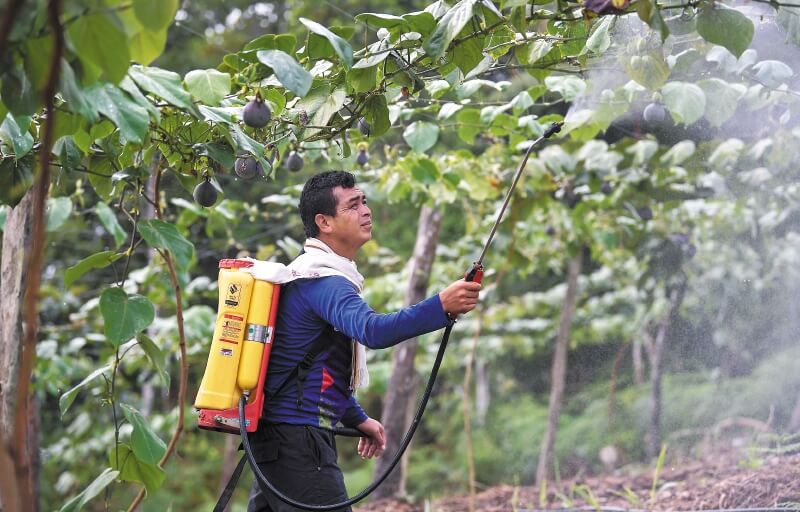 La enredada entrega de tierras a excombatientes de las Farc