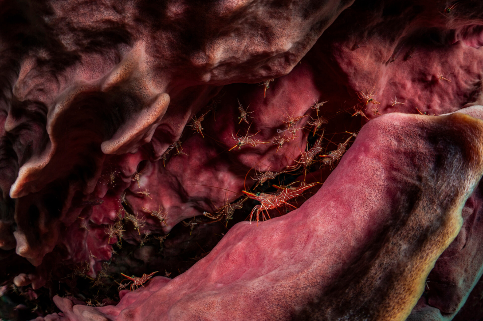 "La gamba de pico articulado suele verse en colonias, y ésta, anidada en el hueco de una esponja de barril, es la más grande que he encontrado", recuerda Chonecadeedumrongkul. "Estos llamativos camarones, con rayas rojas y blancas, se mueven como si bailaran, balanceándose hacia delante y hacia atrás con el pico apuntando hacia arriba. Observé este animado grupo justo antes del anochecer. Uno de los camarones del primer plano parecía dirigir a los demás como un maestro de orquesta. En la fotografía submarina, a menudo buscamos vistas raras y escenas únicas, pasando a veces por alto las comunes, pero esta actuación me recordó las maravillas de la naturaleza y su extraordinaria belleza".
