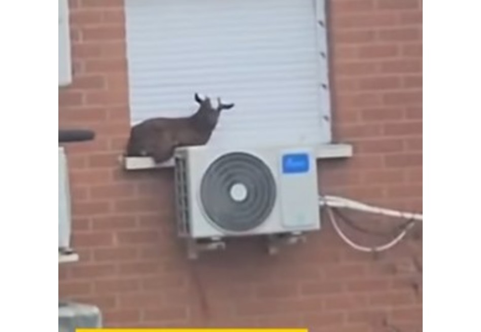 ¿Cómo llegó ahí?: Así recataron a cabra atrapada en la ventana de un quinto piso