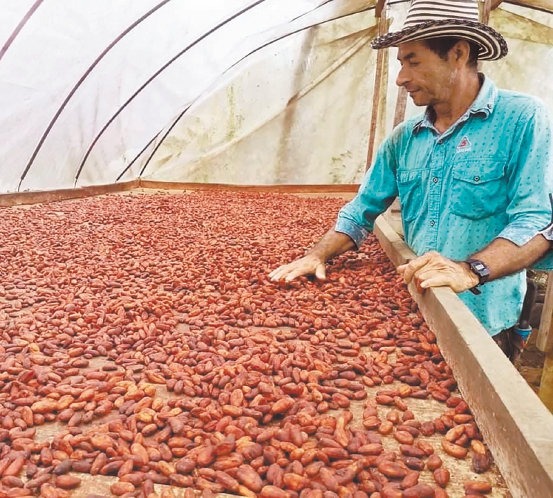 El cacao que se la juega por el comercio justo y los campesinos