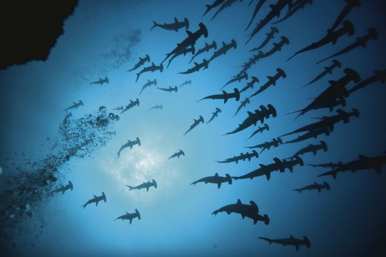 Tiburones martillo nadando en la isla de Malpelo. / Sandra Bessudo