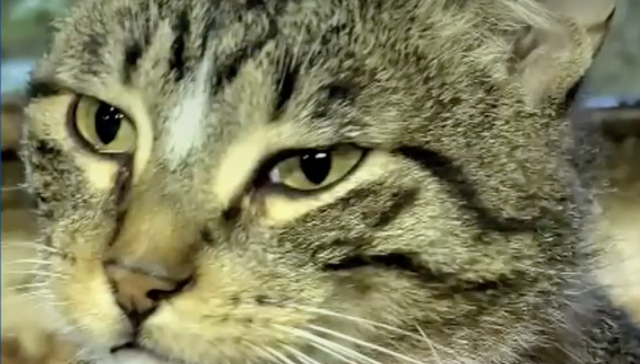 La historia de Finn: el gato que se perdió, caminó 2.000 kilómetros y fue encontrado
