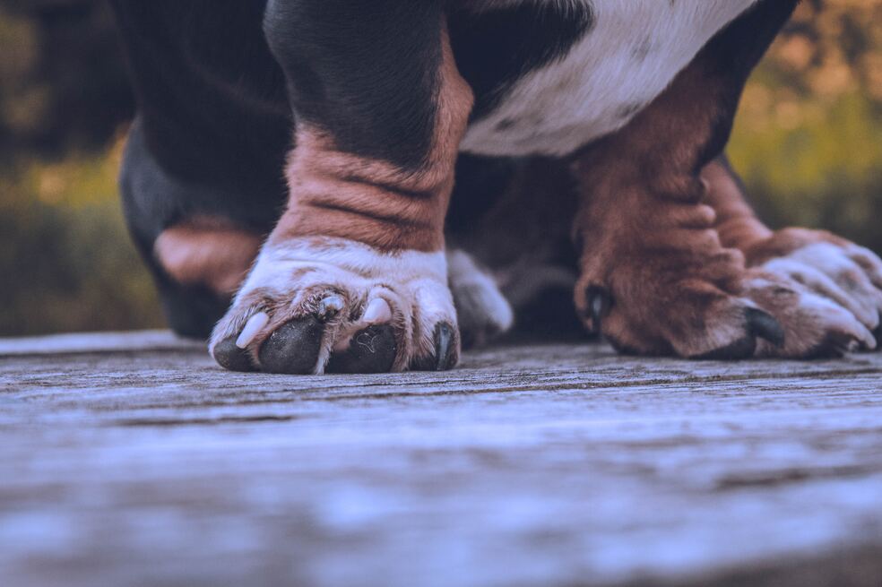 (Video) Así están robando mascotas en Ciudad Bolívar, Bogotá
