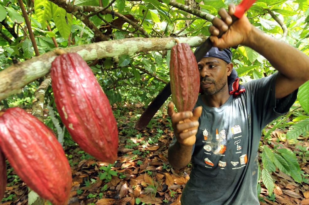 El difícil paso de la coca al cacao