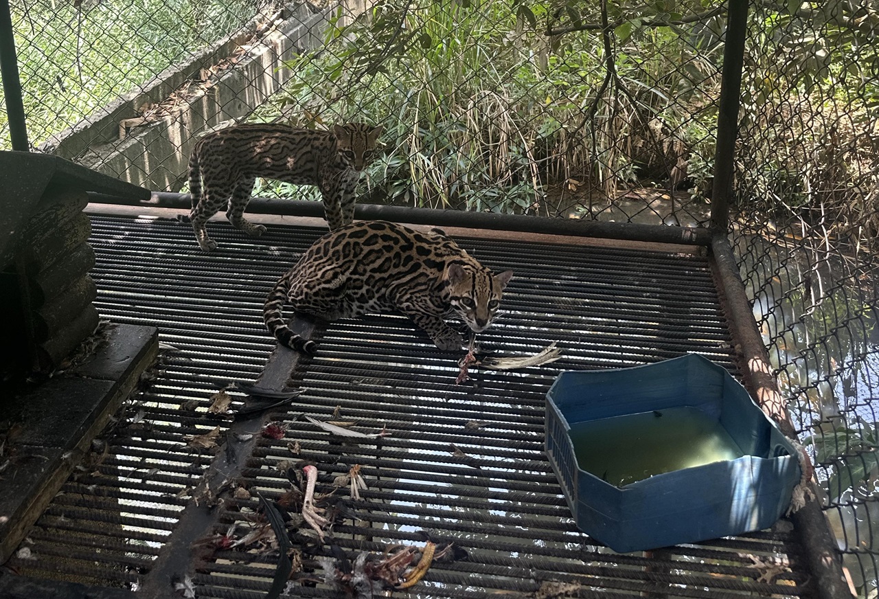 Rescataron a estos dos ocelotes enjaulados. Pero será muy difícil que vuelvan a su hábitat