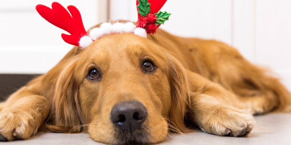 Seis consejos para la seguridad de tu mascota en Navidad