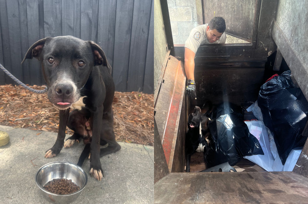 Rescatan a un perrito herido y abandonado en un contenedor de basura