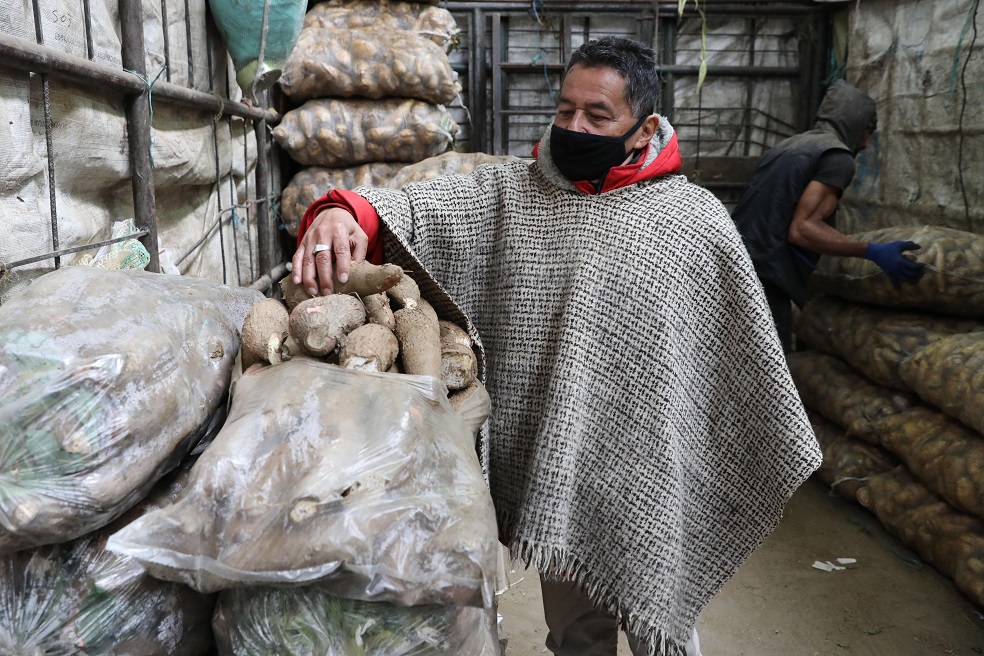 De la abundancia al abandono: la crisis enterrada de la yuca en Colombia