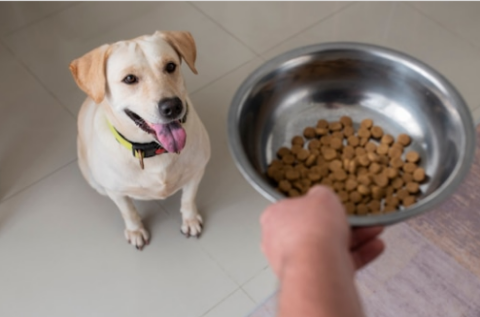 ¿Cuál es el mejor lugar para poner el plato de comida de los perros?
