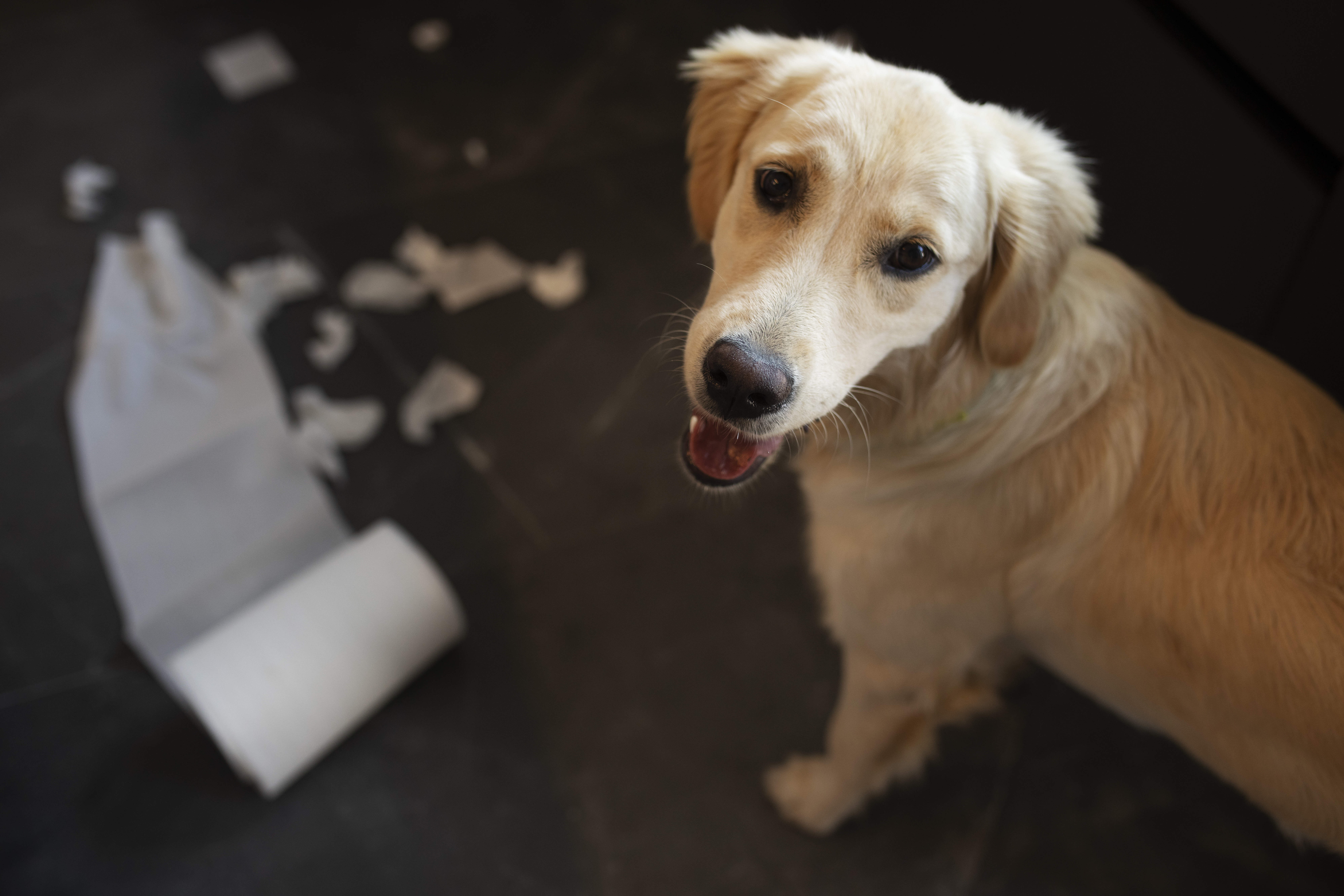 ¿A qué edad los perros empiezan a tener incontinencia urinaria?