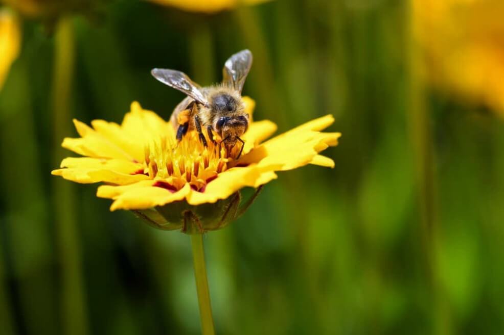 Tras cuatro décadas desaparecida, encuentran a la abeja más grande del mundo