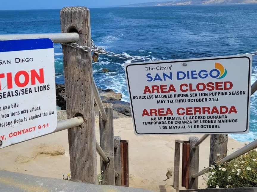 Esta famosa playa cerró hasta 2030 para proteger a los leones marinos