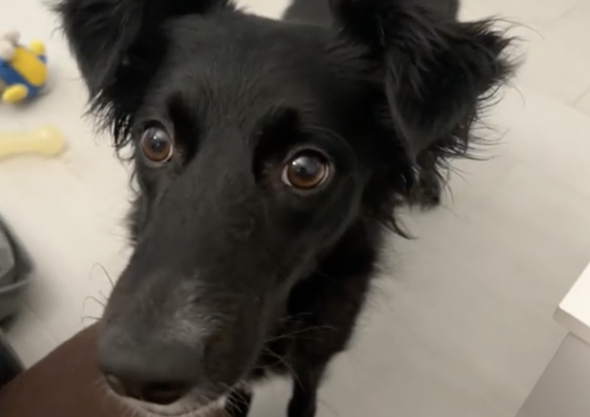 Border collie “súper inteligente” diferencia todos sus juguetes: ¿cómo lo hace?