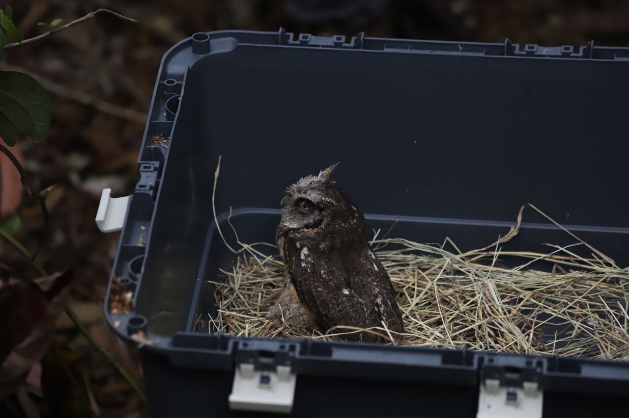En total, siete búhos currucutúes y un gavilán espíritu santo regresaron a sus ecosistemas naturales.