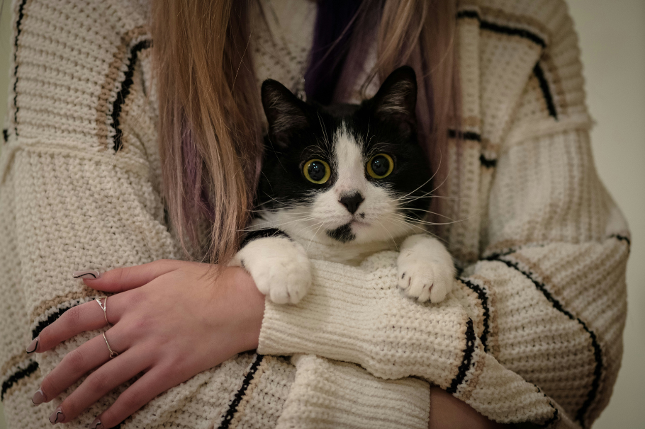 Hoy es el día de abrazar a su gato: cinco razones por las que no debería hacerlo