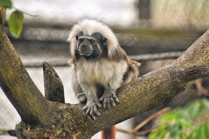 Autoridades ambientales en alerta por tráfico de primates en Huila