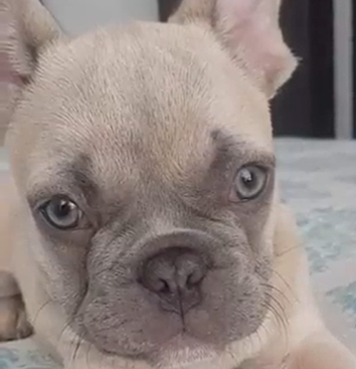 Familia se reencuentra con Blue, bulldog francés robado al occidente de Bogotá