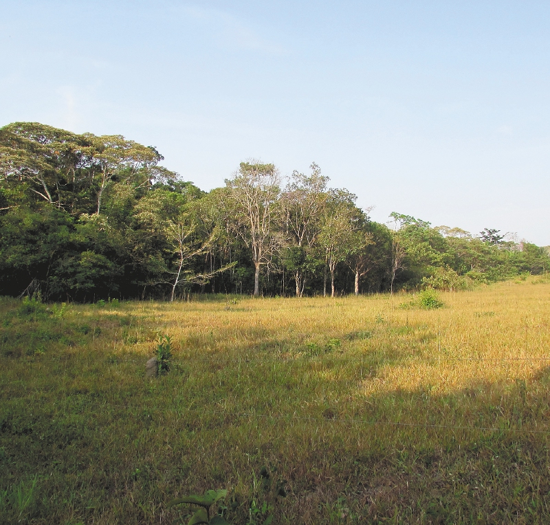 ¿Qué pasa con los bosques cuando los fragmentamos?