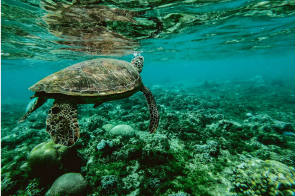 Solo un 13% de los océanos del mundo no han sido tocados por el ser humano