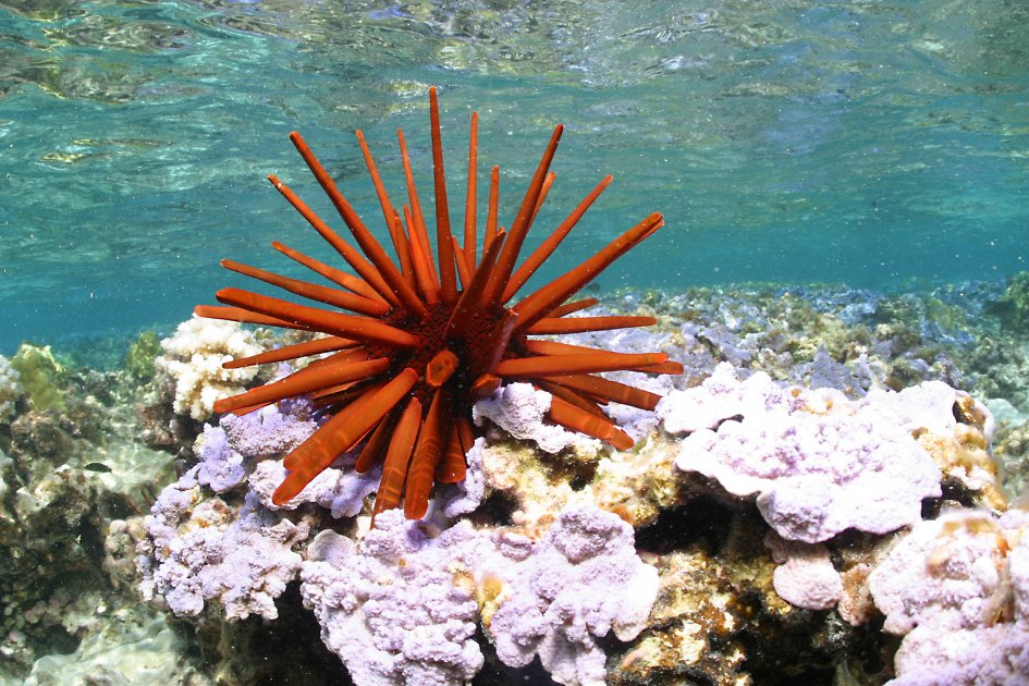 La zona es el hogar de 7,000 especies marinas / Wikimedia
