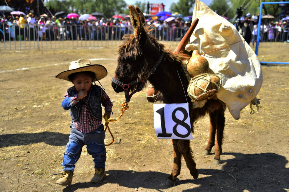 Así se celebró la Feria Nacional del Burro en México