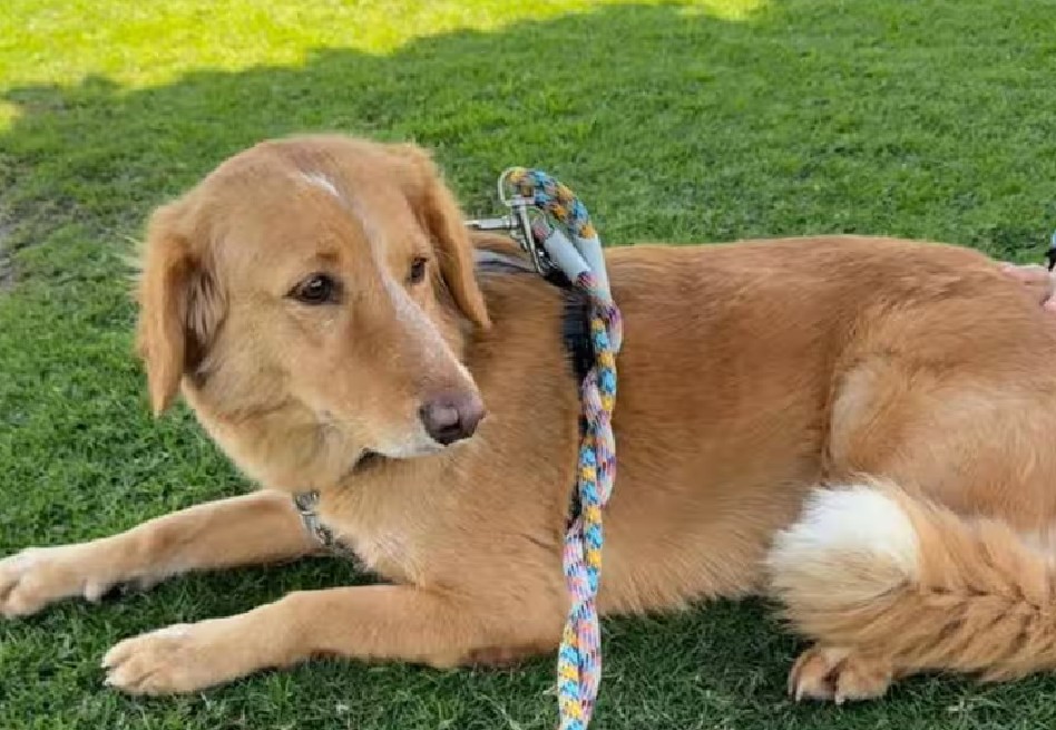 Rescatan a perrita que nadó hasta una isla tras estar 36 días desaparecida