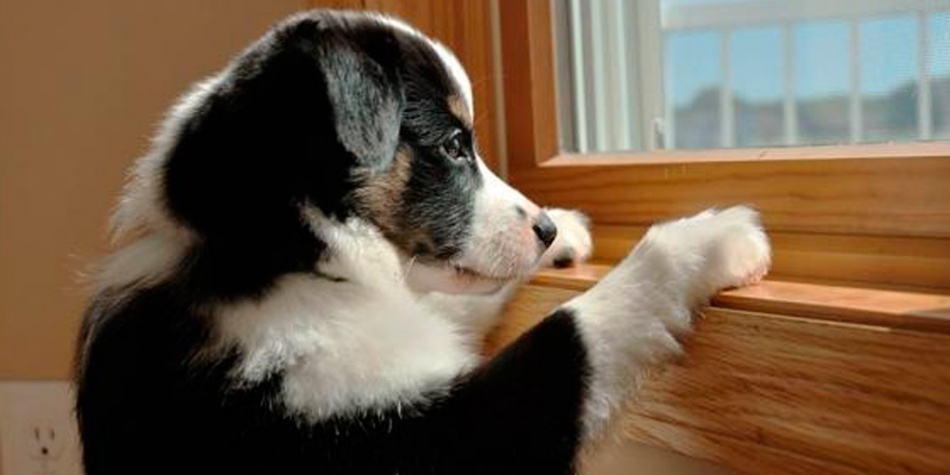 ¿Sabías que los perros sufren el abandono de sus dueños?
