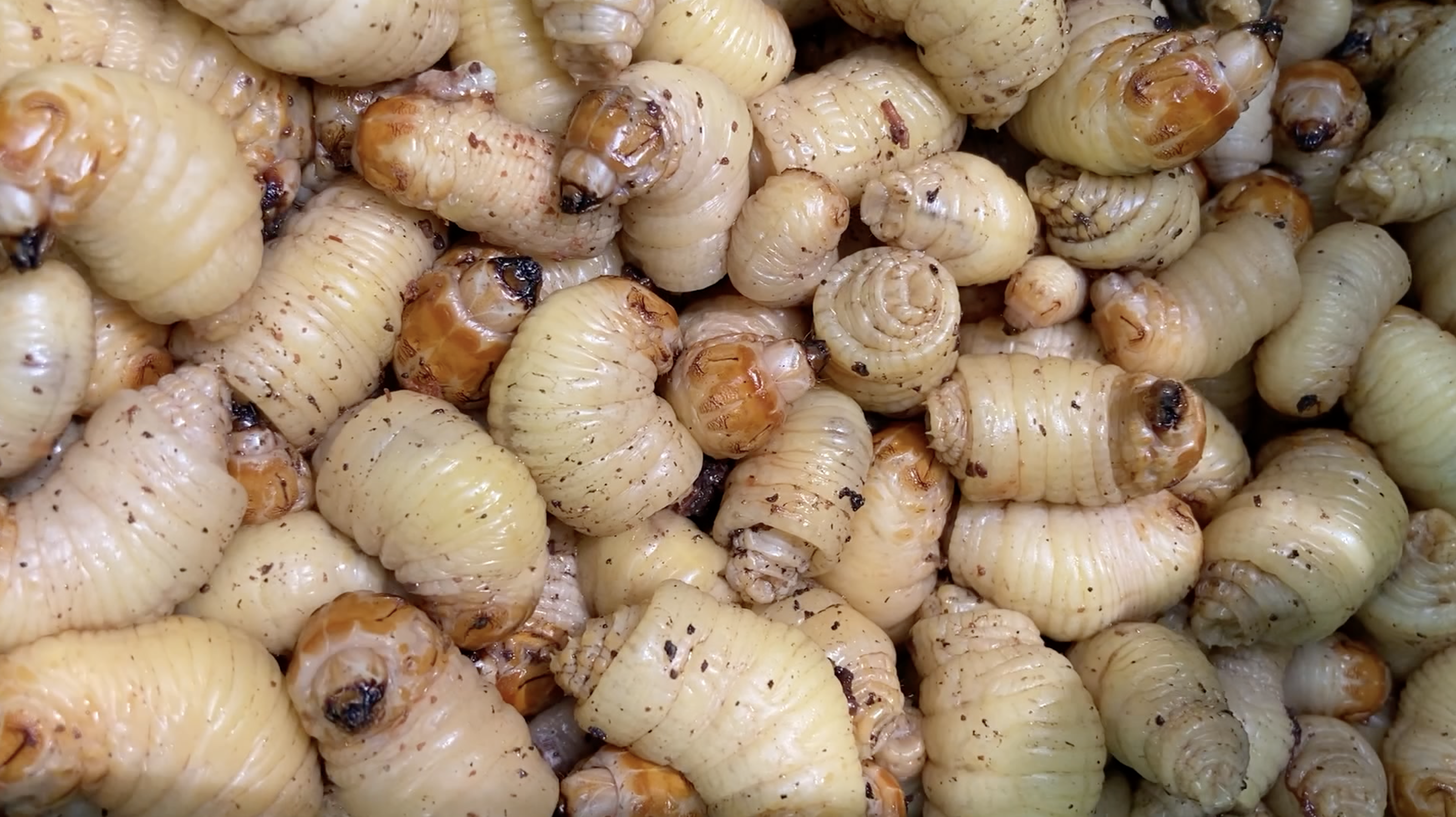 Gastronomía ancestral amazónica: gusanos, hormigas, casabe y tucupí