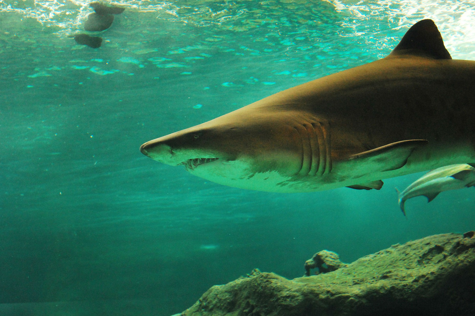 Hombre muere al ser atacado por un tiburón en Australia